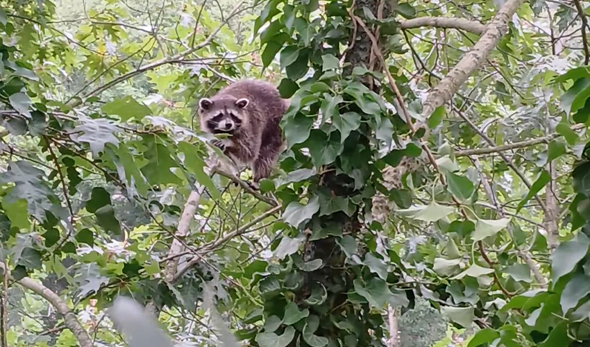 Eichenprozessionsspinner: When Do Their Hairs Pose a Threat?